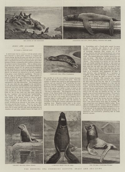 The Behring Sea Fisheries Dispute, Seals and Sea-Lions by English Photographer
