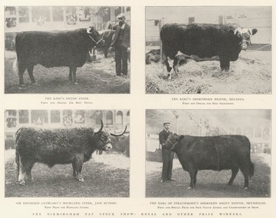 The Birmingham Fat Stock Show, Royal and Other Prize Winners by English Photographer