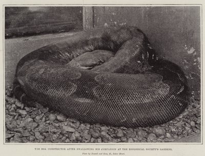 The Boa Constrictor after Swallowing His Companion at the Zoological Society