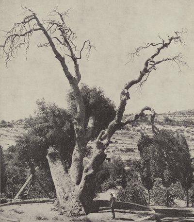 The Oak of Mamre; Abraham
