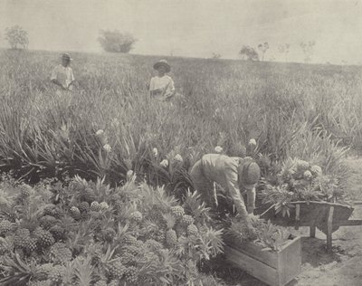 The Pineapple by English Photographer