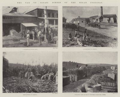 The Tax on Sugar, Scenes of the Sugar Industry by English Photographer