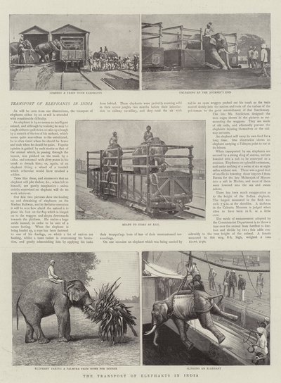 The Transport of Elephants in India by English Photographer
