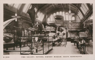 The Victoria and Albert Museum, South Kensington, London, fish gallery by English Photographer