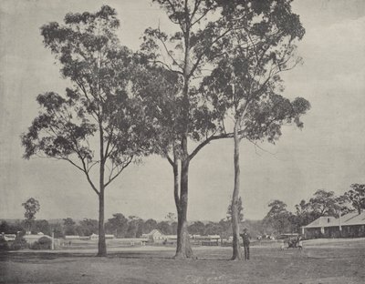 Toongabbie by English Photographer