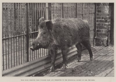 Wild Boar, removed from Windsor Park and presented to the Zoological Society by HM the King by English Photographer