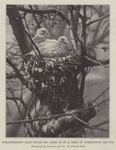 Wood-Pigeons