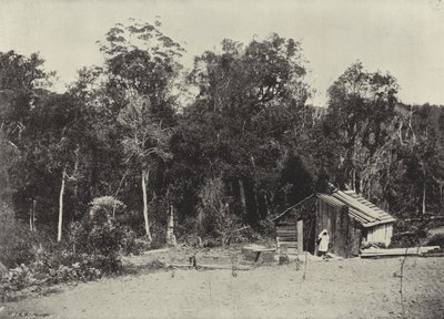 Woodcutter