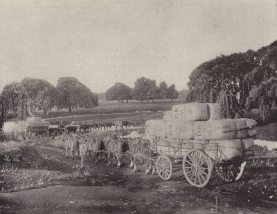 Wool-Teams, En Route to a Railway by English Photographer