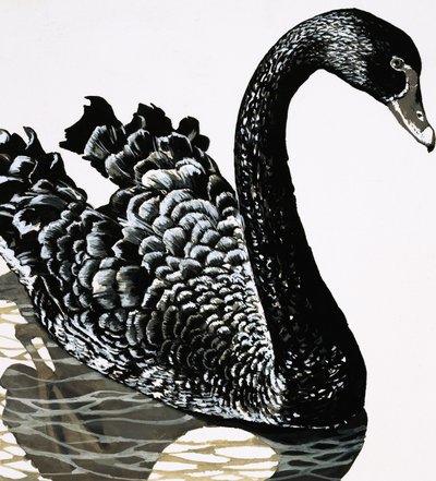 A Black Swan by English School
