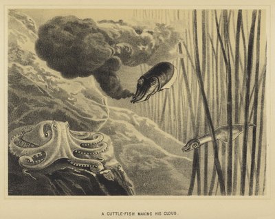 A Cuttle-fish making his cloud by English School