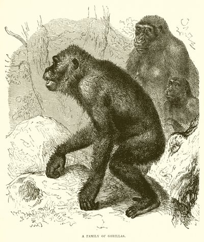 A Family of Gorillas by English School