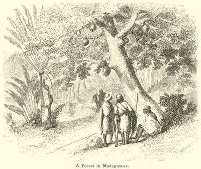 A Forest in Madagascar by English School
