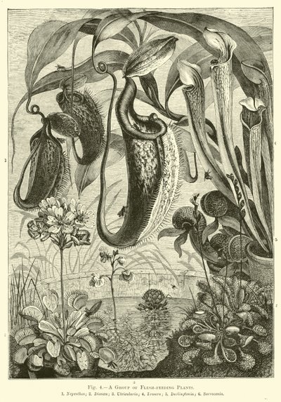 A Group of Flesh-feeding Plants by English School