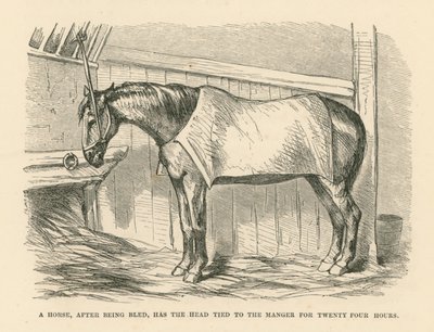A Horse, After Being Bled, Has the Head Tied to the Manger for Twenty Four Hours by English School