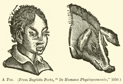 A Pig by English School