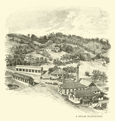 A Sugar Plantation by English School