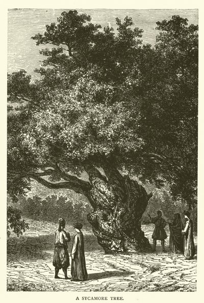 A Sycamore Tree by English School