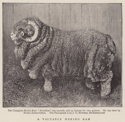 A Valuable Merino Ram by English School