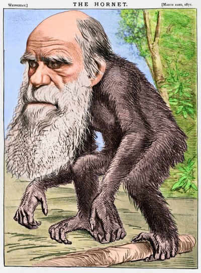 A Venerable Orang-Outang, a Caricature of Charles Darwin as an Ape by English School