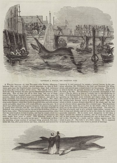 A Whale Species in the Thames by English School