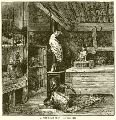 A Wild-Beast Shop by English School