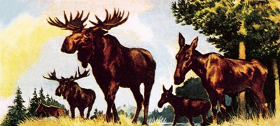 A Gang of Elks by English School