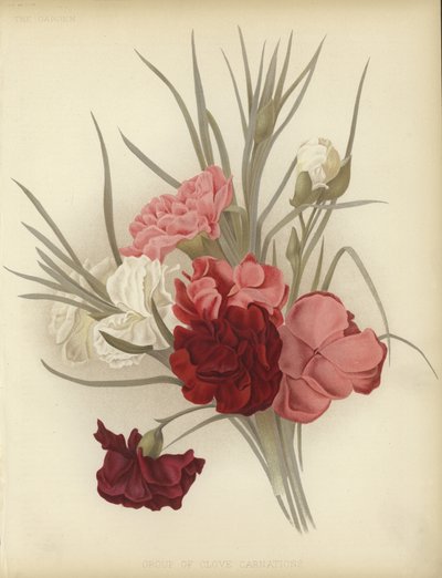 A group of Clove Carnations by English School
