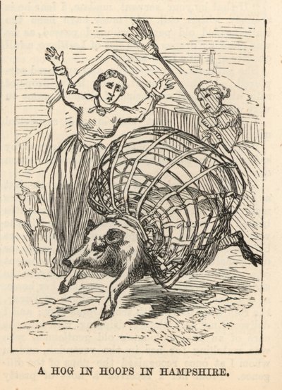 A Hog in Hoops in Hampshire by English School