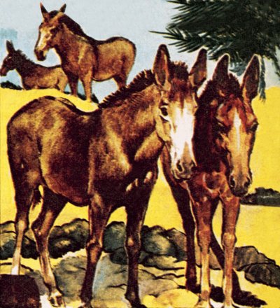 A Pace or Herd of Asses by English School