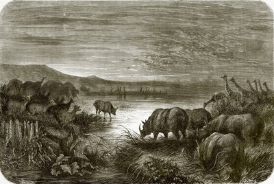 A pond in Africa at night by English School