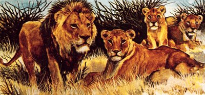 A Pride of Lions by English School