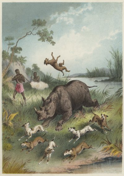 A Rhinoceros Hunt by English School