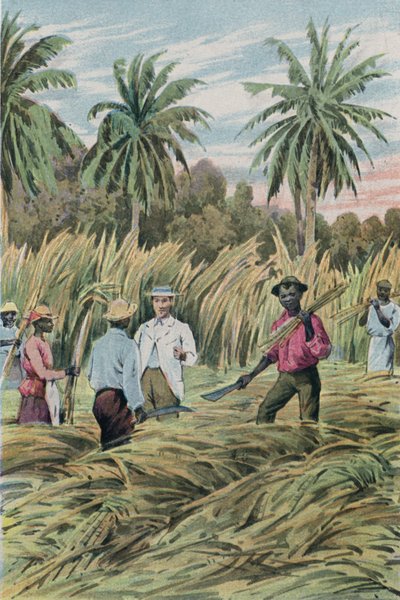 A Sugar Plantation by English School
