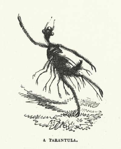 A tarantula by English School