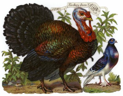 A Turkey Pictured Alongside a Dove by English School