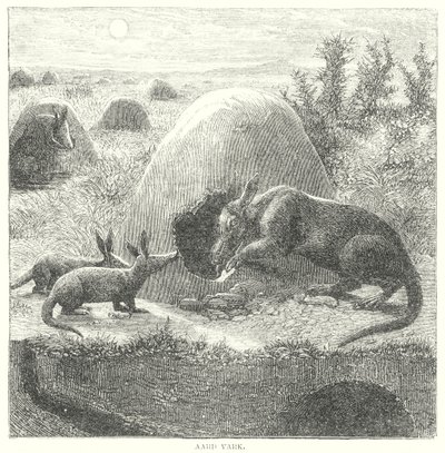 Aardvark by English School