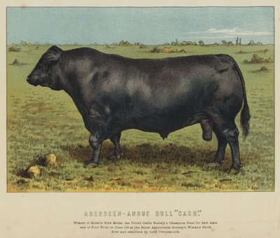 Aberdeen-Angus Bull 