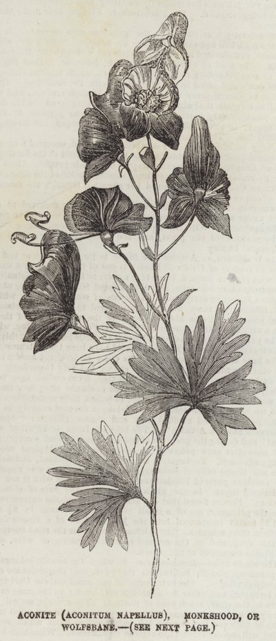 Aconite (Aconitum Napellus), Monkshood, or Wolfsbane by English School