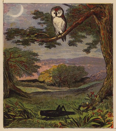 Aesop’s Fables: The Owl and the Grasshopper by English School