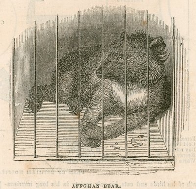 Afghan Bear by English School