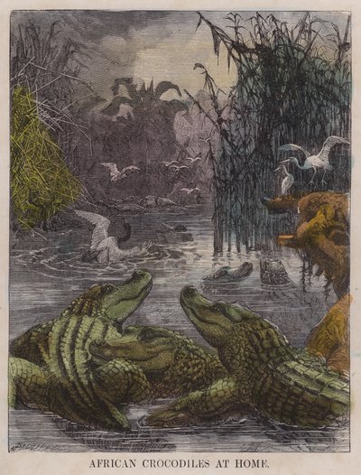 African crocodiles at home by English School