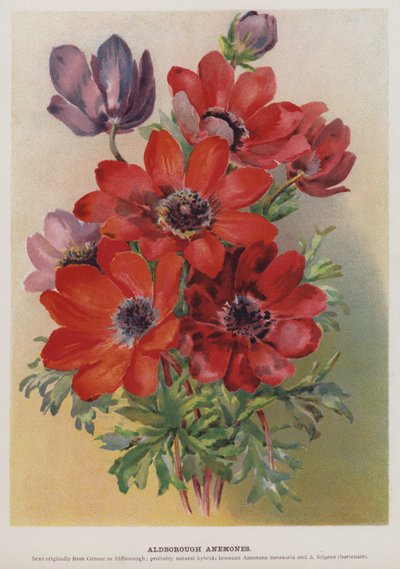 Aldborough Anemones by English School