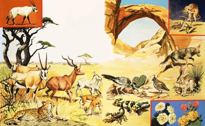 All Sorts of Desert Creatures by English School