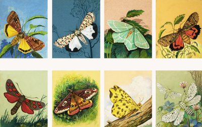 All Sorts of Moths by English School