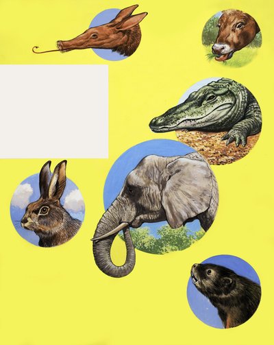 All Sorts of Muzzles and Snouts by English School