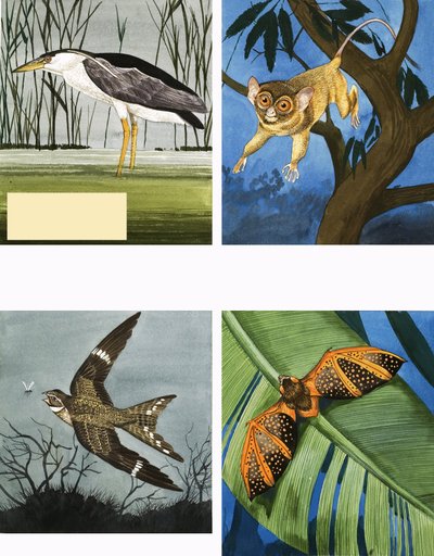 All Sorts of Night Creatures by English School