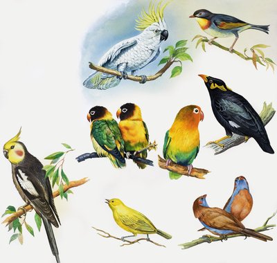 All Sorts of Pet Birds by English School