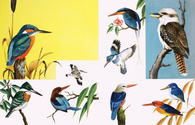 All sorts of Kingfishers by English School