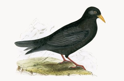 Alpine Chough, illustration from 
